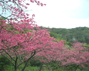 沖縄の桜祭り